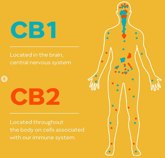 cbd-cb1-cb2-receptors-selectoil-cbd.png