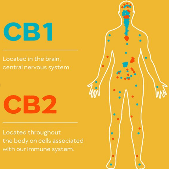 select cbd reviews cb1 cb2 receptors